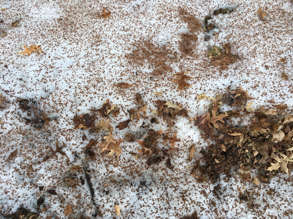 Usually by March our snow has suffered many waves of melting and freezing, producing a brittle, crunchy surface. If they're dry the leaves can add a little brittleness to the sound but are usually soggy and mute it a bit.